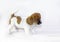 Â Cute puppy male Jack Russell Terrier plays with a rope on a white background. Horizontal format